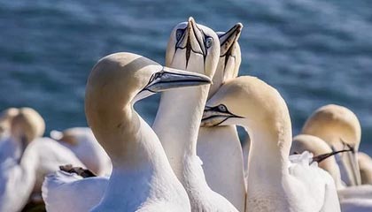 爱游戏手机版-钢铁德比：不来梅主场迎战沃尔夫斯堡，德国杯不来梅对莱比锡