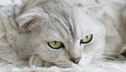 爱游戏手机版-钢铁德比：不来梅主场迎战沃尔夫斯堡，德国杯不来梅对莱比锡