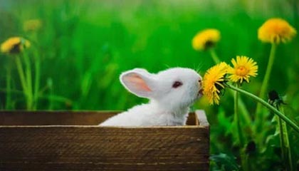 爱游戏在线-快船主场连胜乔治再砍高分，快船连胜纪录